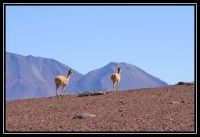 Chili_Perou_Bolivie_356.jpg