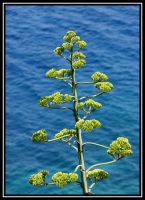 Dateinumm=Corse-2005_07.JPG
Gréisst vun der Datei=223KB
Dimensiounen=790x1084
Datum vum Upload=Juli 06, 2005 Corse-2005_07.JPG
