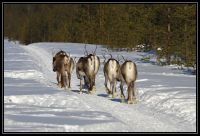 Finlande_2013_105.jpg