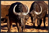 Dateinumm=2015_NAMIBIE_024_redimensionner.jpg
Gréisst vun der Datei=279KB
Dimensiounen=1566x1066
Datum vum Upload=Januar 03, 2016 2015_NAMIBIE_024_redimensionner.jpg
