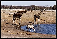 2015_NAMIBIE_052_redimensionner.jpg