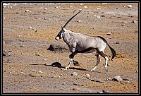 2015_NAMIBIE_054_redimensionner.jpg