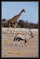 2015_NAMIBIE_059_redimensionner.jpg