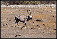 2015_NAMIBIE_060_redimensionner.jpg