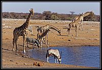 2015_NAMIBIE_061_redimensionner.jpg