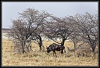 2015_NAMIBIE_071_redimensionner.jpg