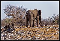 2015_NAMIBIE_072_redimensionner.jpg