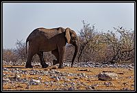 2015_NAMIBIE_073_redimensionner.jpg