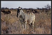 2015_NAMIBIE_084_redimensionner.jpg