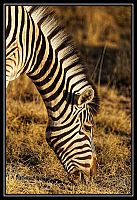 Dateinumm=2015_NAMIBIE_102_redimensionner.jpg
Gréisst vun der Datei=248KB
Dimensiounen=733x1066
Datum vum Upload=Januar 03, 2016 2015_NAMIBIE_102_redimensionner.jpg