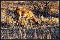Dateinumm=2015_NAMIBIE_106_redimensionner.jpg
Gréisst vun der Datei=526KB
Dimensiounen=1566x1066
Datum vum Upload=Januar 03, 2016 2015_NAMIBIE_106_redimensionner.jpg