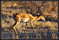 Dateinumm=2015_NAMIBIE_107_redimensionner.jpg
Gréisst vun der Datei=531KB
Dimensiounen=1566x1066
Datum vum Upload=Januar 03, 2016 2015_NAMIBIE_107_redimensionner.jpg