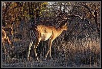 Dateinumm=2015_NAMIBIE_108_redimensionner.jpg
Gréisst vun der Datei=573KB
Dimensiounen=1566x1066
Datum vum Upload=Januar 03, 2016 2015_NAMIBIE_108_redimensionner.jpg