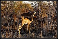 Dateinumm=2015_NAMIBIE_109_redimensionner.jpg
Gréisst vun der Datei=518KB
Dimensiounen=1566x1066
Datum vum Upload=Januar 03, 2016 2015_NAMIBIE_109_redimensionner.jpg
