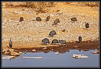 Dateinumm=2015_NAMIBIE_112_redimensionner.jpg
Gréisst vun der Datei=514KB
Dimensiounen=1566x1066
Datum vum Upload=Januar 03, 2016 2015_NAMIBIE_112_redimensionner.jpg
