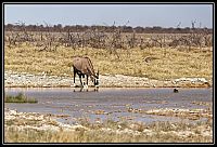 2015_NAMIBIE_116_redimensionner.jpg