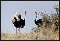 Dateinumm=2015_NAMIBIE_118_redimensionner.jpg
Gréisst vun der Datei=233KB
Dimensiounen=1566x1066
Datum vum Upload=Januar 03, 2016 2015_NAMIBIE_118_redimensionner.jpg