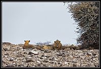 Dateinumm=2015_NAMIBIE_119_redimensionner.jpg
Gréisst vun der Datei=413KB
Dimensiounen=1566x1066
Datum vum Upload=Januar 03, 2016 2015_NAMIBIE_119_redimensionner.jpg