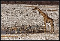 Dateinumm=2015_NAMIBIE_168_redimensionner.jpg
Gréisst vun der Datei=684KB
Dimensiounen=1566x1066
Datum vum Upload=Januar 03, 2016 2015_NAMIBIE_168_redimensionner.jpg