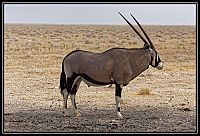 Dateinumm=2015_NAMIBIE_196_redimensionner.jpg
Gréisst vun der Datei=438KB
Dimensiounen=1566x1066
Datum vum Upload=Januar 03, 2016 2015_NAMIBIE_196_redimensionner.jpg