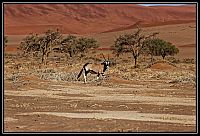Dateinumm=2015_NAMIBIE_535_redimensionner.jpg
Gréisst vun der Datei=383KB
Dimensiounen=1566x1066
Datum vum Upload=Januar 03, 2016 2015_NAMIBIE_535_redimensionner.jpg