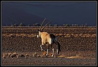 2015_NAMIBIE_558_redimensionner.jpg