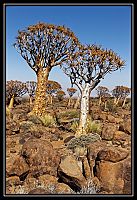 2015_NAMIBIE_675_redimensionner.jpg