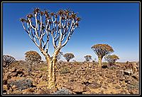 2015_NAMIBIE_682_redimensionner.jpg