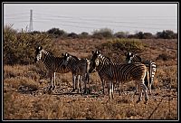 2015_NAMIBIE_738_redimensionner.jpg