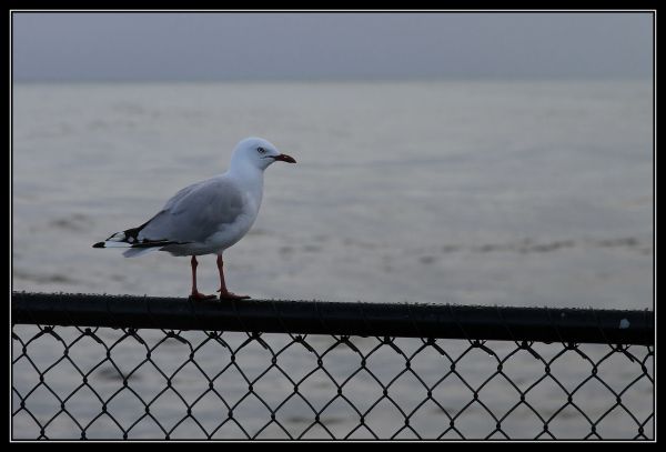 Hei klicken fir d'Bild an voller Gréisst ze gesinn