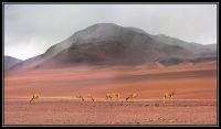 Pano_Chili_Perou_Bolivie_203.jpg