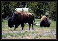 Dateinumm=1017-YS-Bisons-OldF-UpperGB-16.jpg
Gréisst vun der Datei=241KB
Dimensiounen=1092x773
Datum vum Upload=September 17, 2006 1017-YS-Bisons-OldF-UpperGB-16.jpg