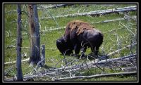 1017-YS-Bisons-OldF-UpperGB-34.jpg