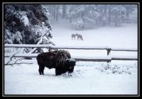 1022-YS-Neige-Elk-BC-NorrisGB-30.jpg