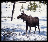 1023-Noris-WT-Moose-CYT-MD-Bison-19.jpg