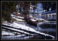 Dateinumm=1023-Noris-WT-Moose-CYT-MD-Bison-23.jpg
Gréisst vun der Datei=293KB
Dimensiounen=1092x779
Datum vum Upload=September 17, 2006 1023-Noris-WT-Moose-CYT-MD-Bison-23.jpg