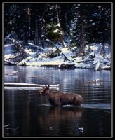 Dateinumm=1023-Noris-WT-Moose-CYT-MD-Bison-24.jpg
Gréisst vun der Datei=238KB
Dimensiounen=900x1092
Datum vum Upload=September 17, 2006 1023-Noris-WT-Moose-CYT-MD-Bison-24.jpg