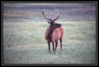 1027-YS-GC-Bisons-Oies-Elk-Mud-29.jpg