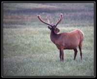 1027-YS-GC-Bisons-Oies-Elk-Mud-30.jpg