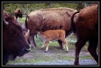 1030-YS-Gibbon-Bison-SaltLC-09.jpg