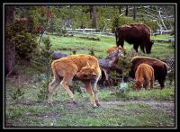 1030-YS-Gibbon-Bison-SaltLC-11.jpg