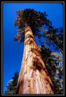 1035-Yosemite-BFall-GlacierP-Sequoia-05.jpg