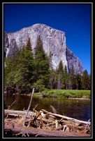 1035-Yosemite-BFall-GlacierP-Sequoia-33.jpg