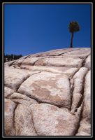 1036-Yosemite-L_UFall-Road20-05.jpg