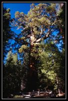 1036-Yosemite-L_UFall-Road20-28.jpg